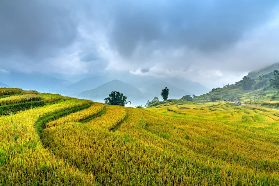 Gạo ngon là thứ chúng tôi không làm ẩu